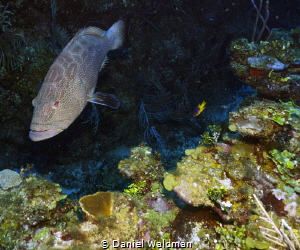 Black Grouper picture taken with Canon G15 Fish Eye Wide ... by Daniel Waldman 
